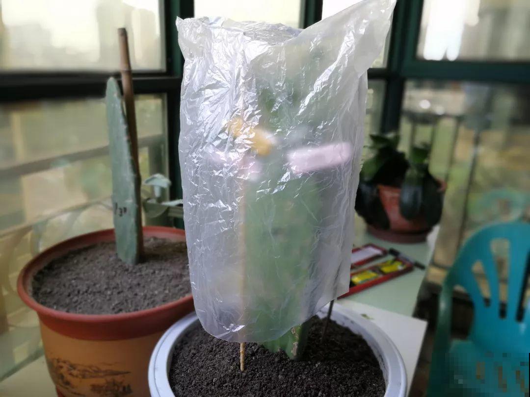 蟹爪兰插萝卜上，也能嫁接？这波操作还是头一回见！
