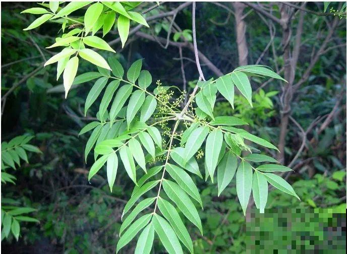 野外看到这5种植物，不要好奇去碰，会流出有毒汁液