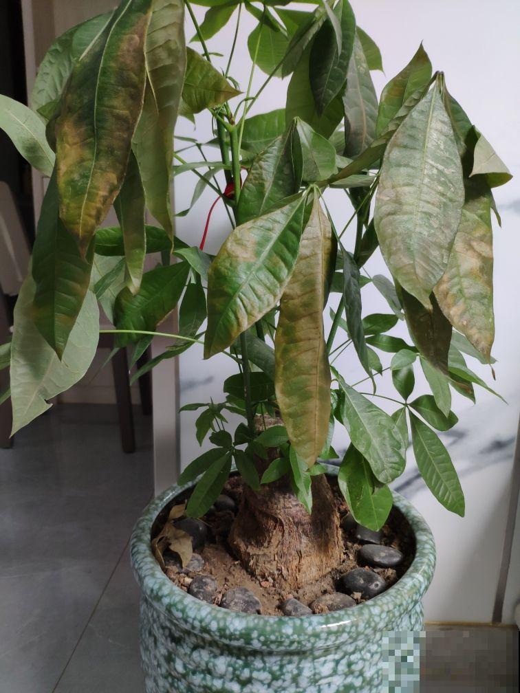 一个多月没管花，别急着给它浇水，养护循序渐进最重要