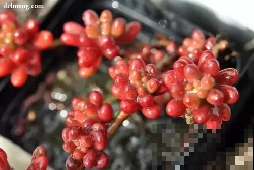8种多肉最容易徒长，就要虐一虐，才能变好看！