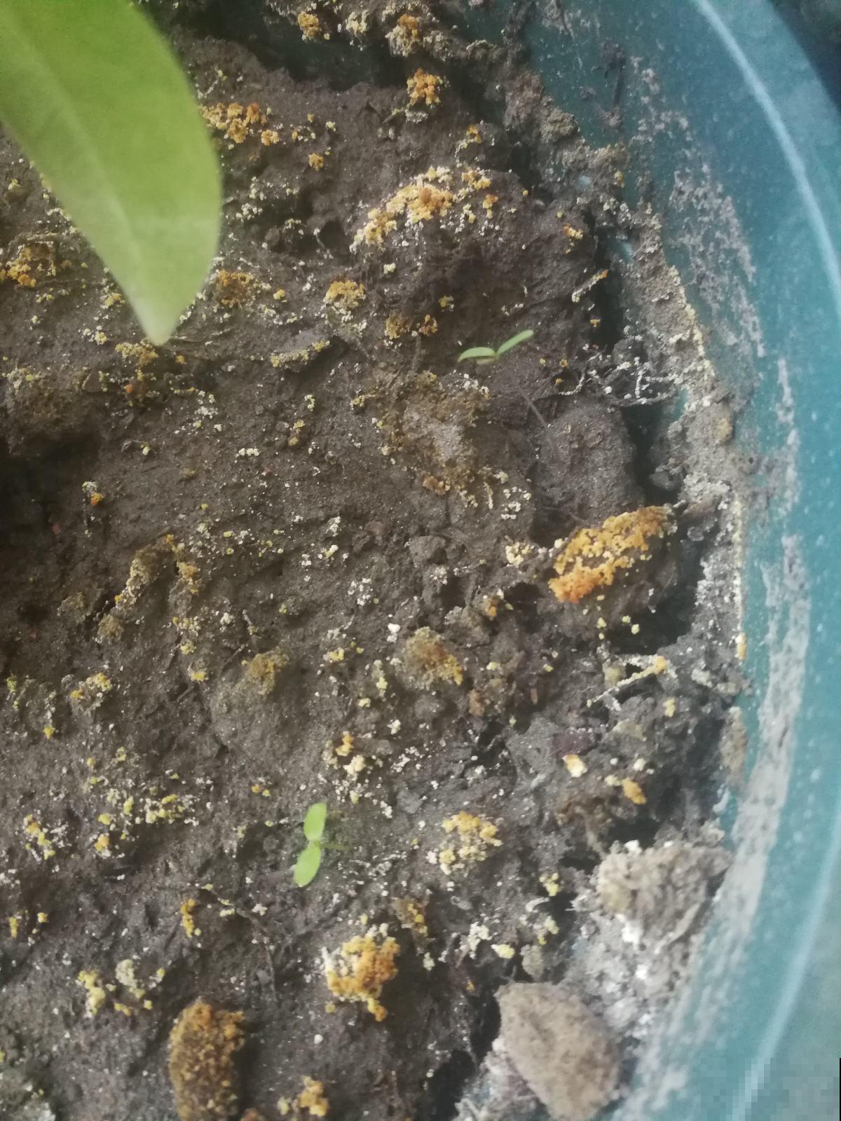 换盆土壤要消毒，往土里撒点它，袋子一捂就灭菌