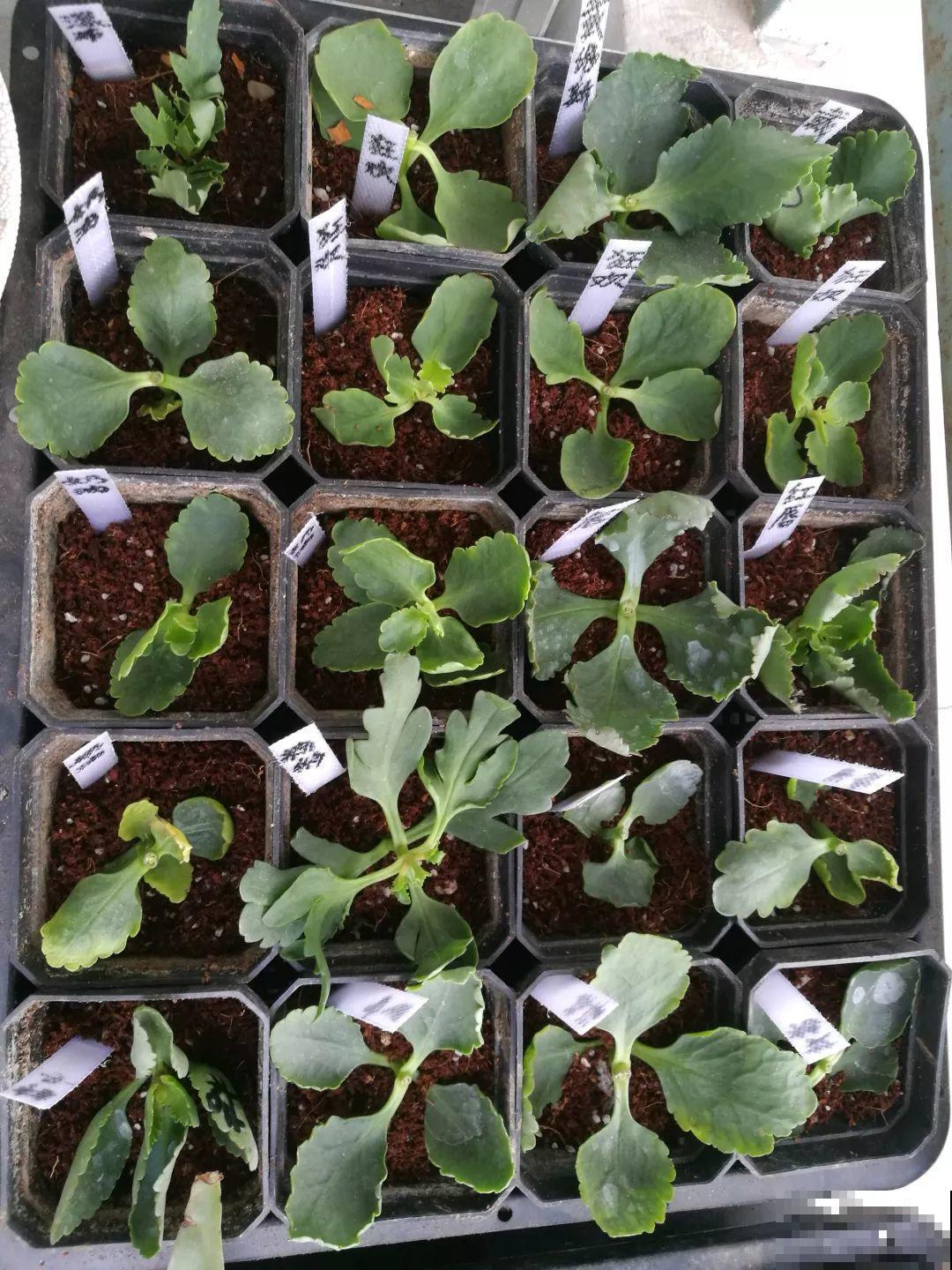 这6种花，现在扦插最好活，摘片叶子照样生根！