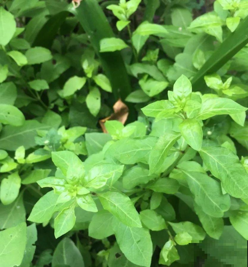 家里没菜了，我把这花炒了吃，老妈气得要打人！