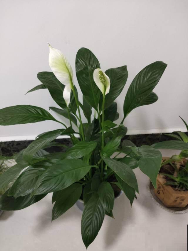 卫生间不方便开窗？尝试这5种花，耐阴又能去异味！