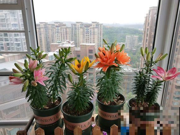 百合花的最佳种植时间到了，挑个好球埋土里，2个月就开花！