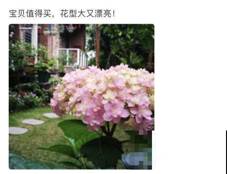 特耐阴的绣球花，光不好也能蹭蹭开，开花比拳头还大！