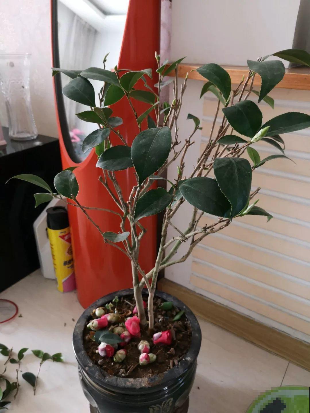 茶花也要补营养，浇水的时候掺点它，长得壮开花多！