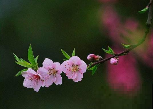 这8种“路边花”，春天最早开放，你能认出来几种？