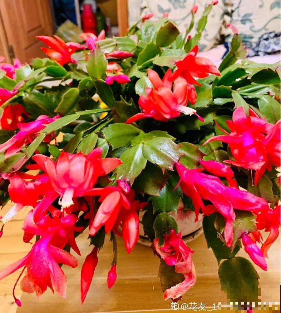 这3种肥料，月季盆里加一点，蹭蹭冒芽还不招虫！