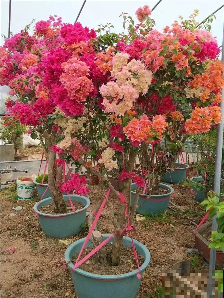 大哥养的三角梅，剪完捆一捆，开花爆出6个色！