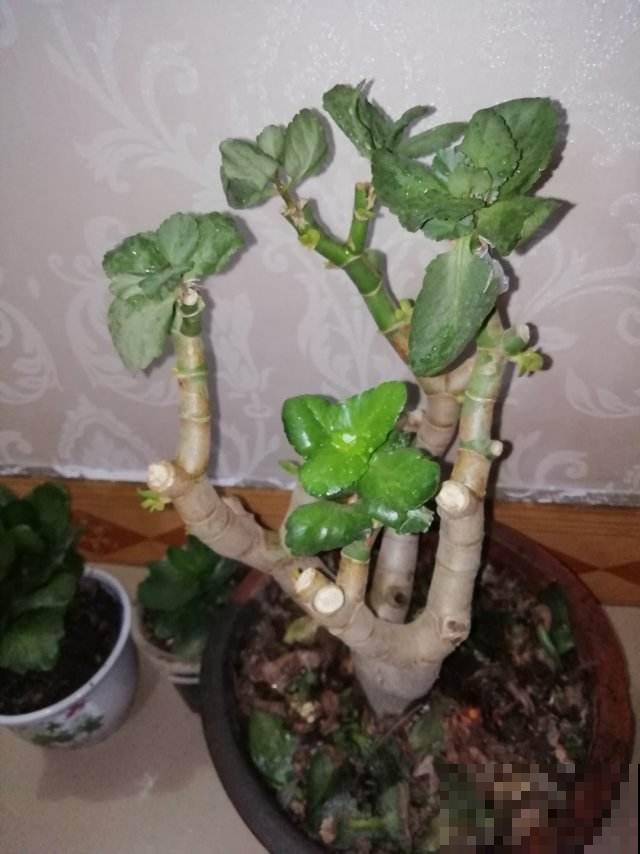 这花远看像长寿，近看像玉树，还能开出5色花，真神奇