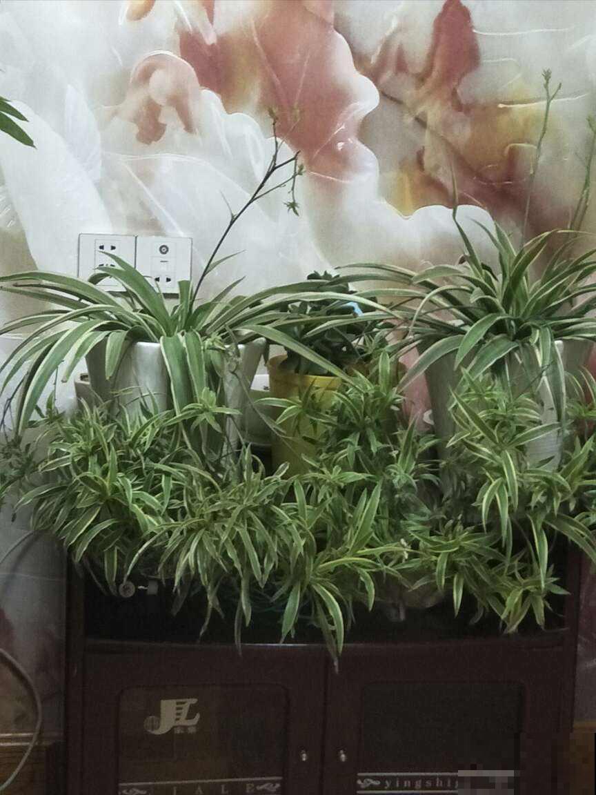这花1盆花能爆50个崽，只要养1盆，整个阳台都长满花