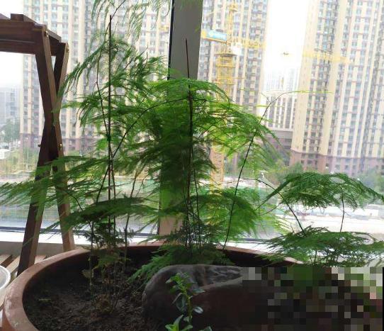 6种花最怕干燥，早春要多喷喷水，叶子水灵灵的最好看！
