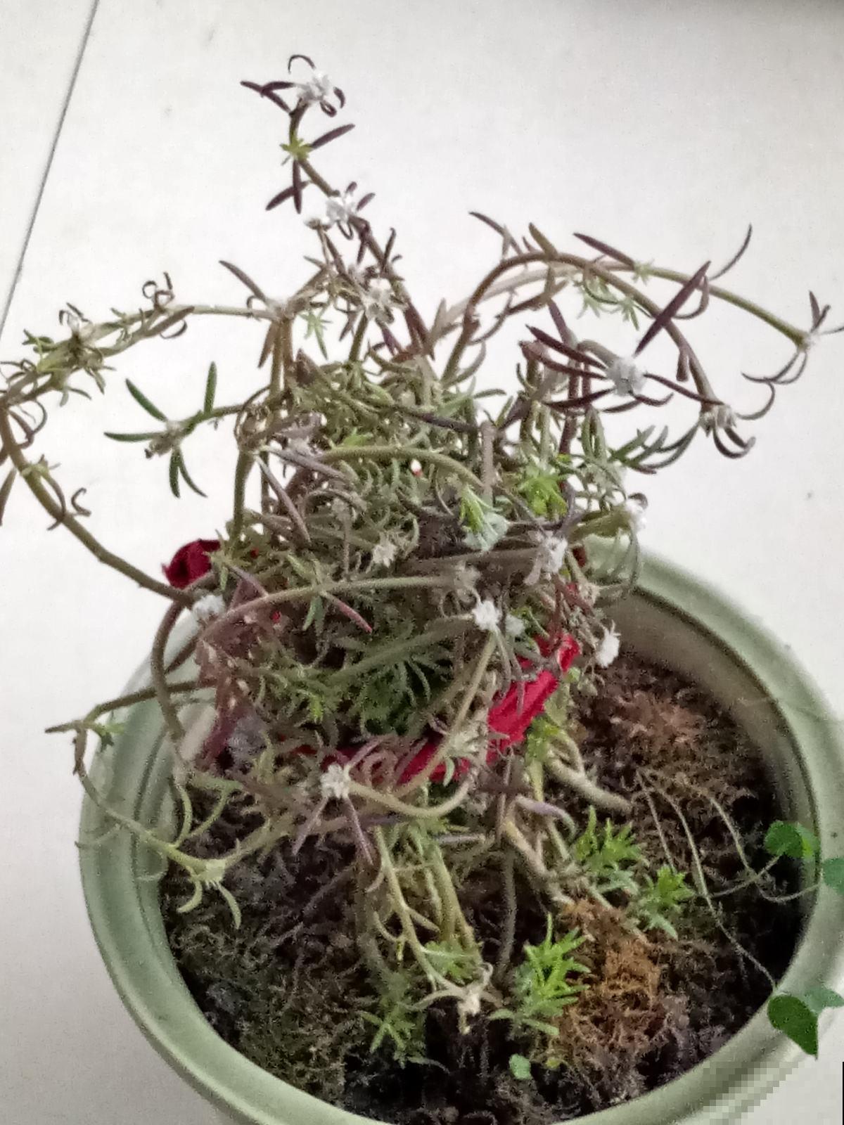 一个多月没管花，别急着给它浇水，养护循序渐进最重要