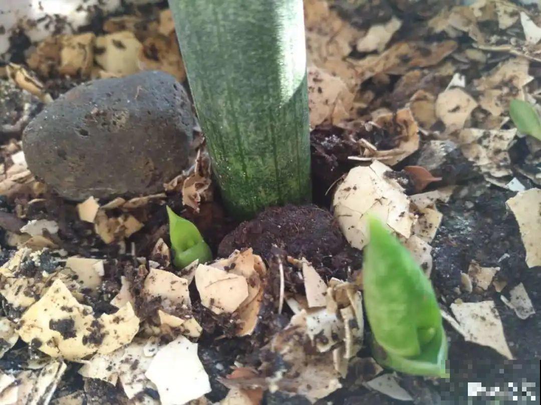 开完花的蟹爪兰，叶子摘一摘，放在梳子上遇水就生根！