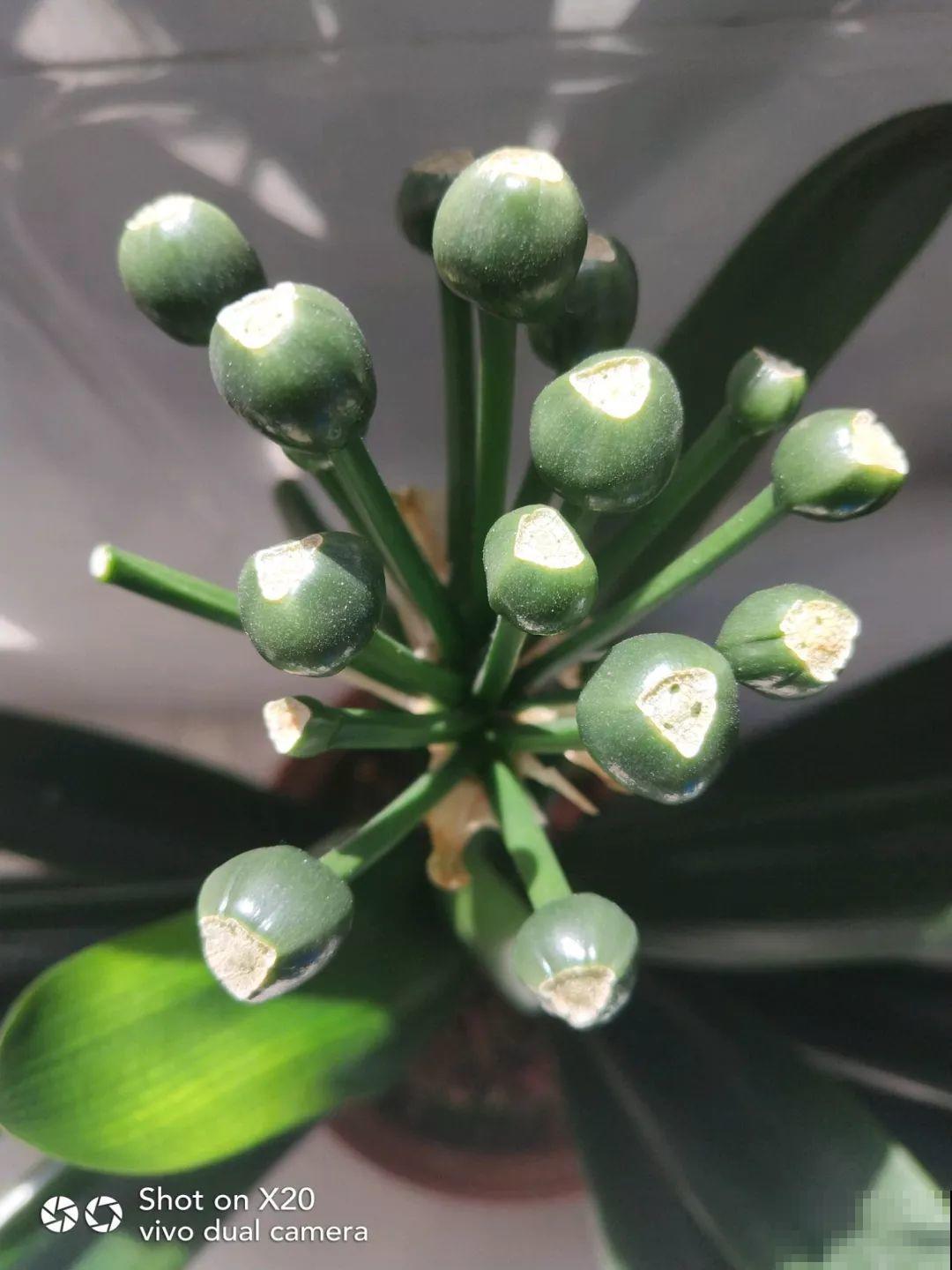 这花特好养，撒一把丢土里，冒出一堆新芽！