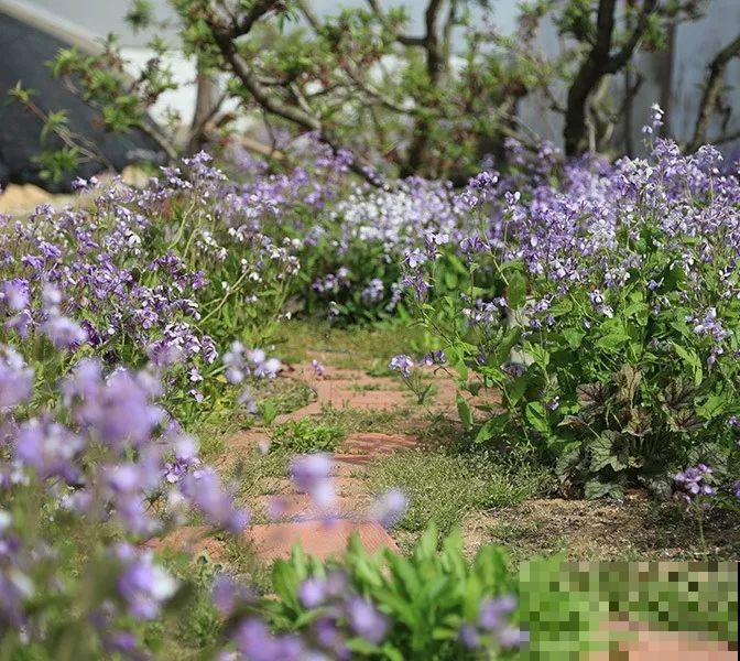 养这花才省心，掉片叶子下来，砖缝里也能长！