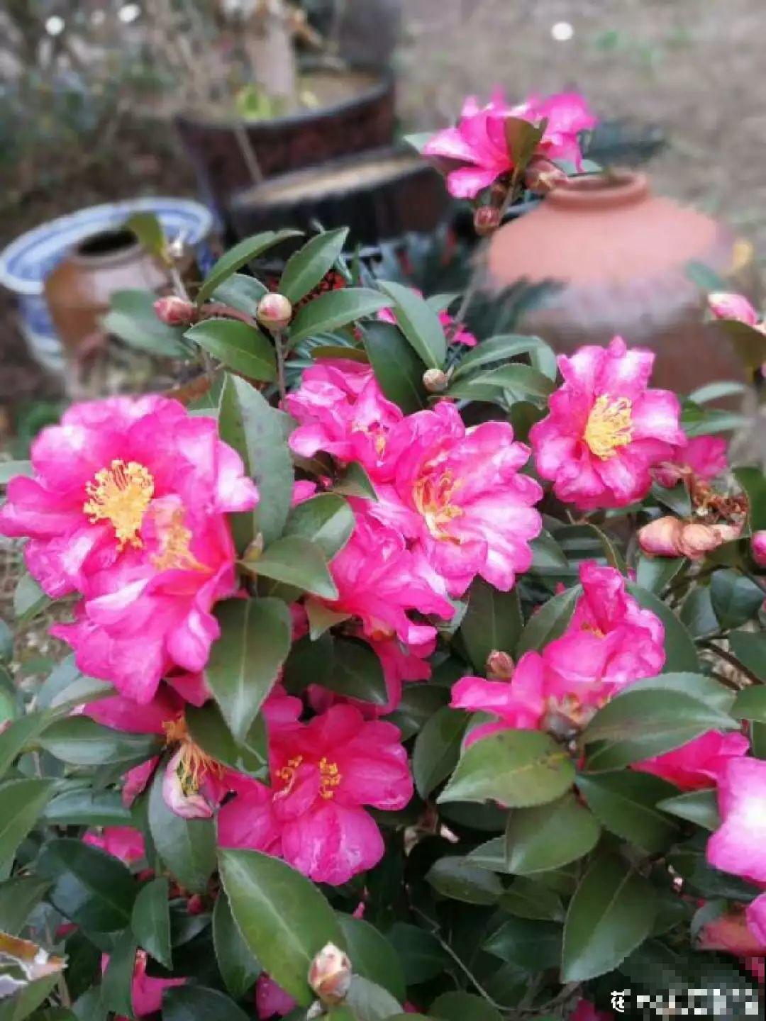 这6种花，现在扦插最好活，摘片叶子照样生根！