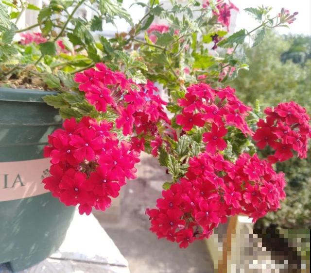 3月开始，8种花随便养，开花多长得快，新手也能养爆盆！