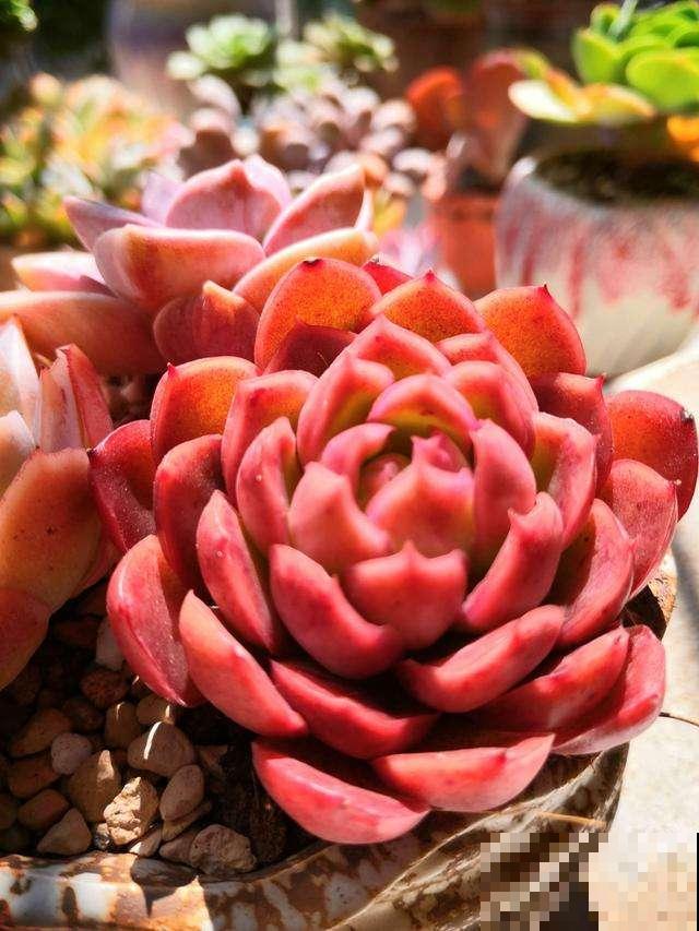 4种喜欢淋雨的花，搬到室外洗个澡，叶子油亮枝条壮