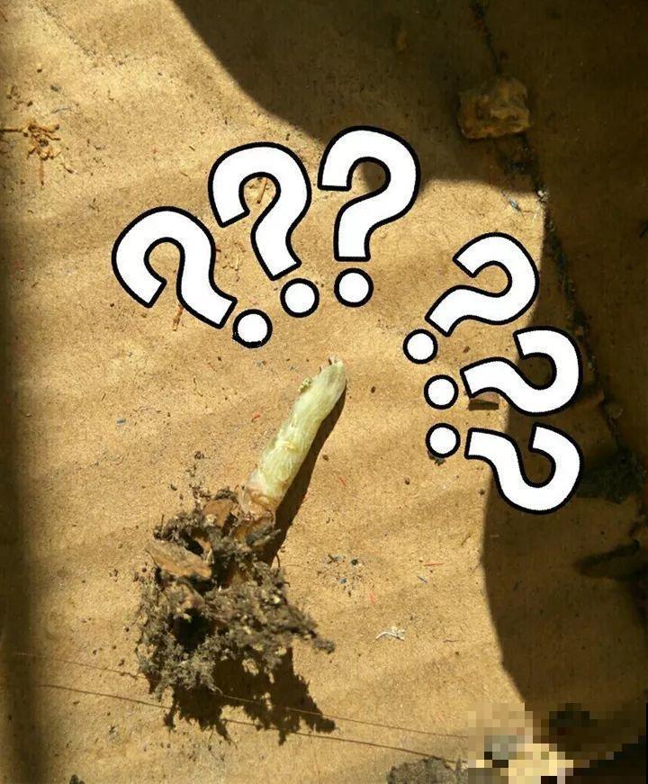 家里养的宝贝花，老鼠最爱偷吃，一夜啃个精光！