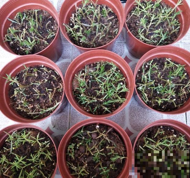植物养着养着就死了，其实砍一刀就解决，一周就呼呼冒新芽！