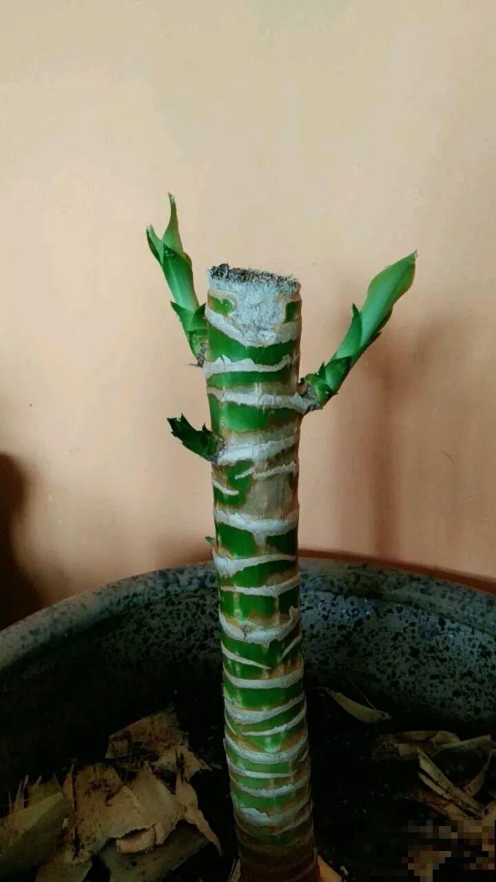 这花长到4米高，顶破屋顶太愁人，砍1刀冒出一圈芽！