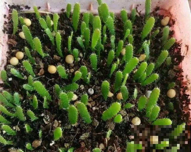 10种花，3月播种长最快，晚了还要等半年！
