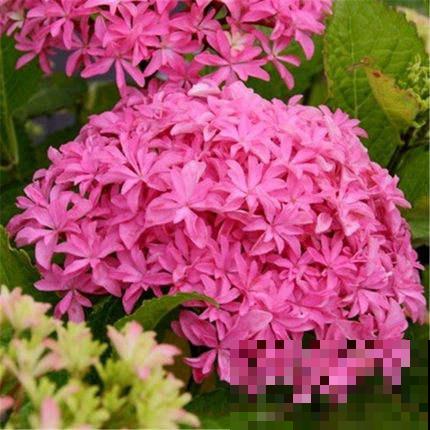 这花开花就成“花球”，足不出户就能赏花，赶紧养一盆吧