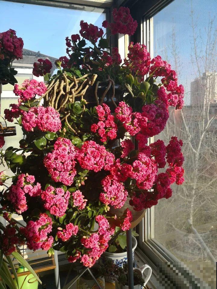 用长寿花盆里浇点它，叶片个个都巴掌大，长成2米“巨无霸”！