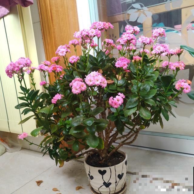 养了3年的长寿花，长成一棵大树，开花上百朵！