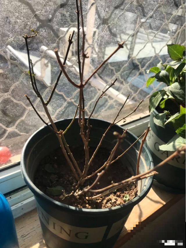 养花就得下狠手，剃光头、撸光叶，越剪越开花