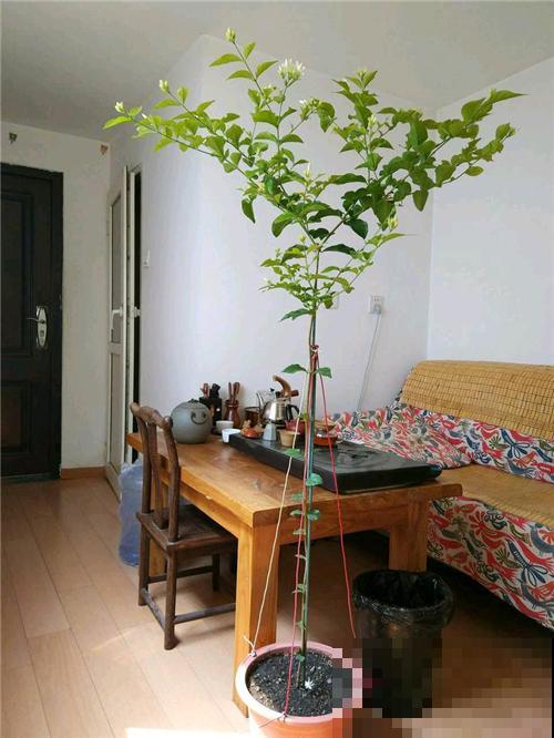 他家茉莉长了2米高，杆子粗壮笔直，开花像把伞！