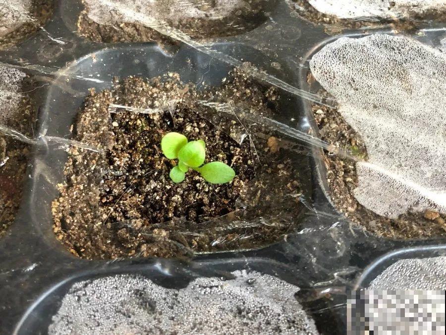 这花开完别剪，留个种最金贵，撒下能活一大片！