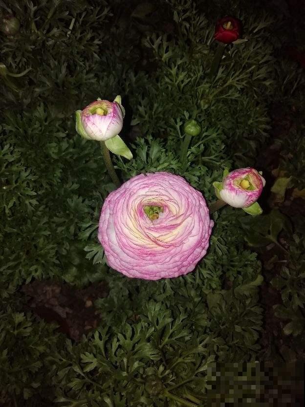 路边盛开的“17种”花，一次教你认全，再也不怕不认识了