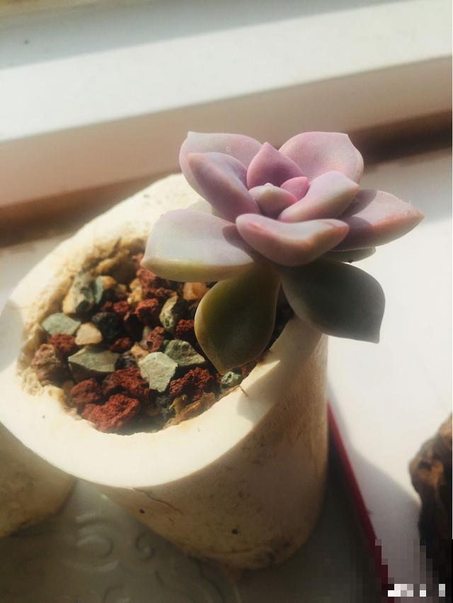 一次疫情，荒芜不了整个春天，阴霾会过去，鲜花也会盛开！
