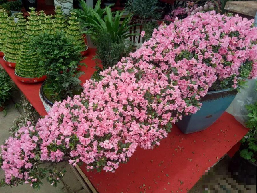 这花公认难养，买回家没开两天，叶子发黄全都往下掉！