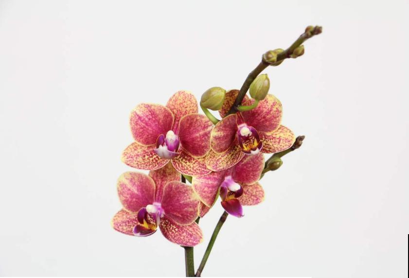 春节7种花开得旺，花期能维持大半年，你家有没有？