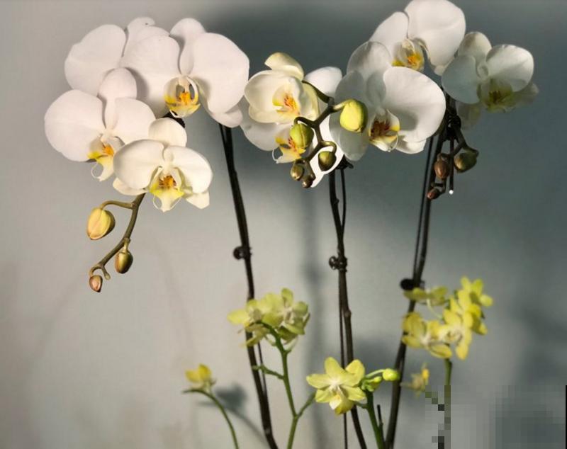 买回来的花，花苞掉一地，原来犯了这个错