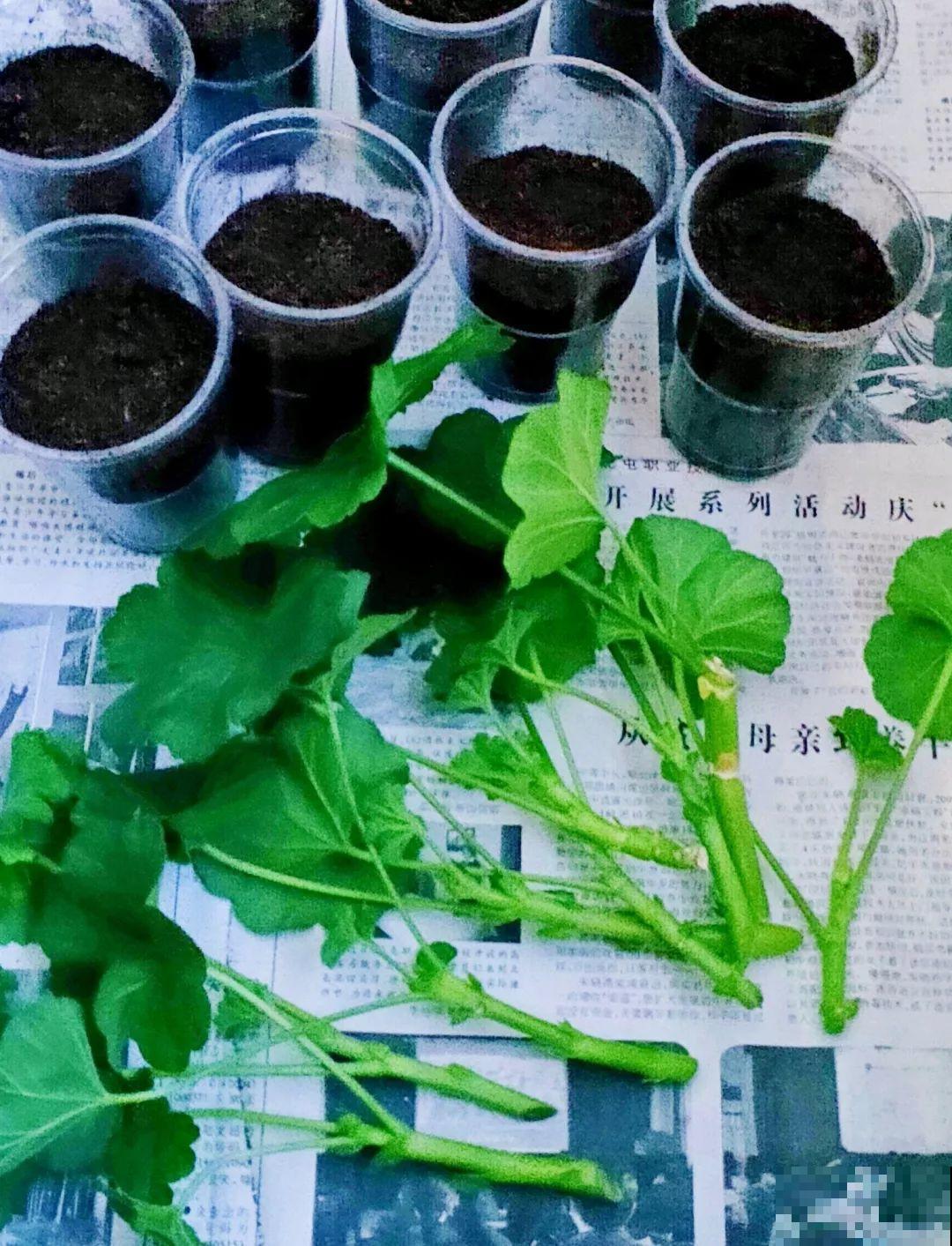 这6种花，现在扦插最好活，摘片叶子照样生根！