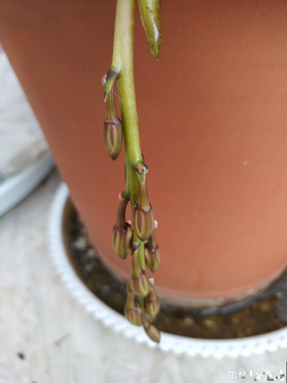 这花真神奇，开花开出“小蜜蜂”，谁见了都夸