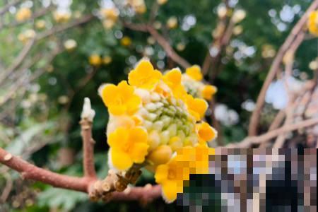 这种“新奇花”，开花满屋飘香，还寓意“喜结连理”