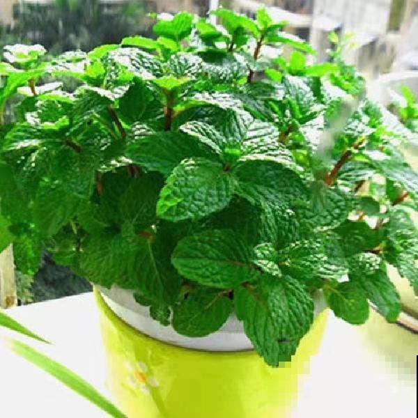 这花能泡茶，揪个叶子泡水里，清热又去火