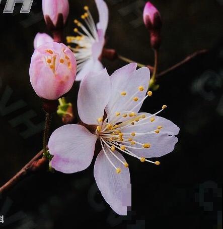果树开花也惊艳，满枝花苞，香味清冽，你喜欢哪种？