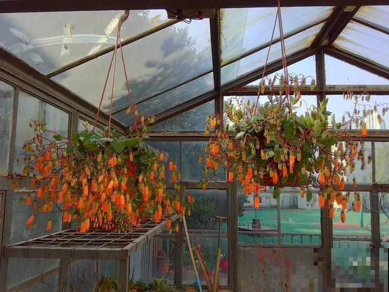 这2个长寿新品种，花一开像吊灯，新手也能养爆盆！