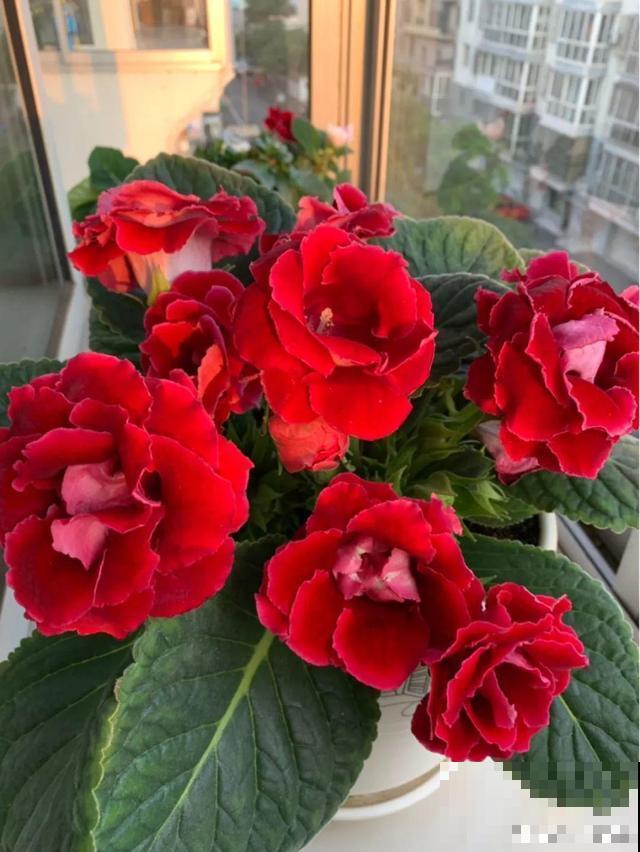 最长寿的9种花，一年四季都在开，剪了之后还能接着开！