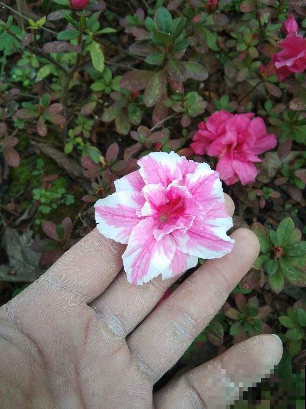 杜鹃买回家，迟迟不开花，原来是这几点没做到位！
