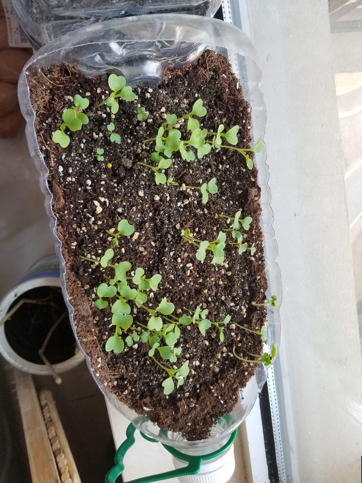 邻居在阳台种了3种菜，半个月就长成，掐一把炒菜，真香！
