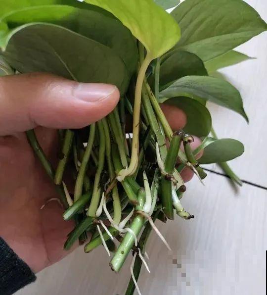 特能吃土的花，抓紧时间换盆，晚了就不开花