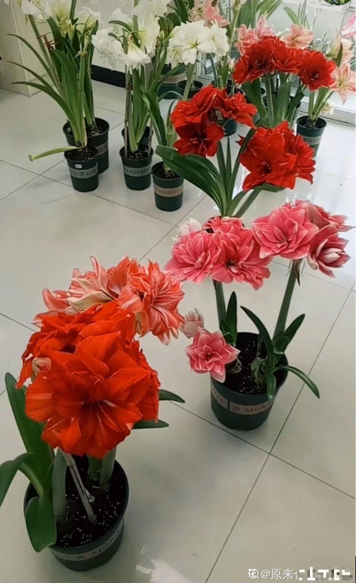 盆里种棵“洋葱头”，开花比脸还大，红红火火真吉祥！